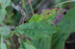 White goldenrod